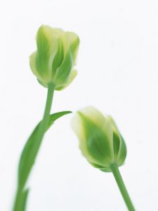 遺言者より先に相続人が死亡した場合は？