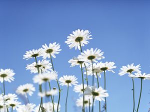 民事信託の遺言信託と遺言代用信託との相違点